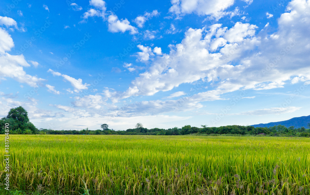 Rice field with blue sky, North of Thailand