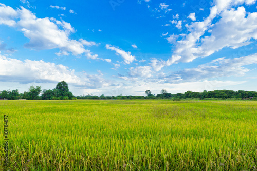 rice field with blue sky