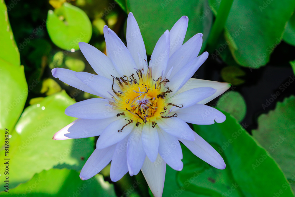 close blooming waterlily or lotus flower. close blooming waterlily or lotus flower.