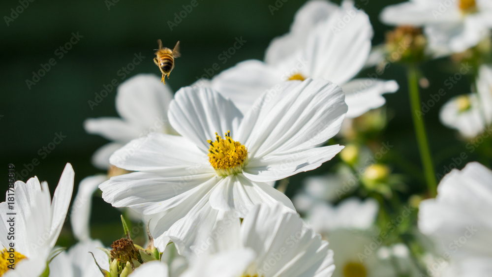 Obraz premium White flower and bee