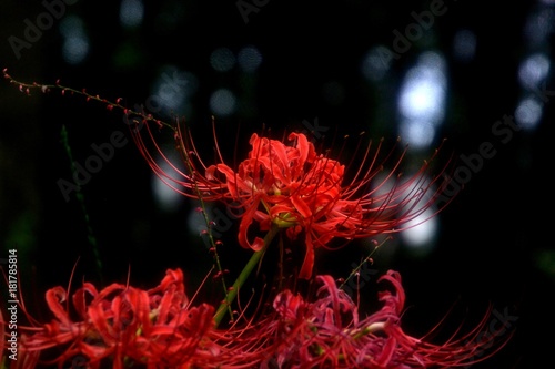 Tableau sur toile Cluster of  Amaryllis
