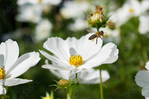 White flower and bee © Donatas