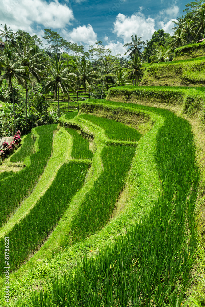 Green cascade rice field plantation at Tegalalang terrace. Bali, Indonesia