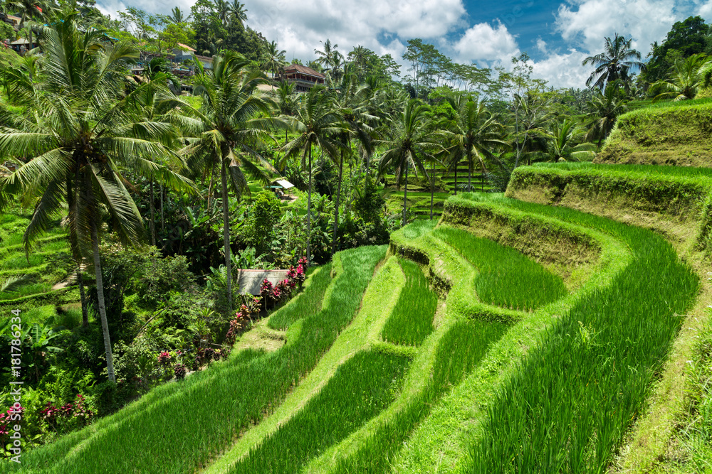 Naklejka premium Green cascade rice field plantation at Tegalalang terrace. Bali, Indonesia