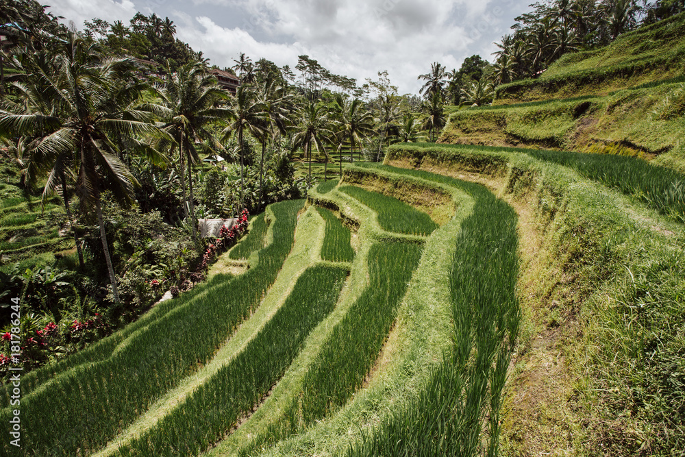 Green cascade rice field plantation at Tegalalang terrace. Bali, Indonesia Green cascade rice field plantation at Tegalalang terrace. Bali, Indonesia