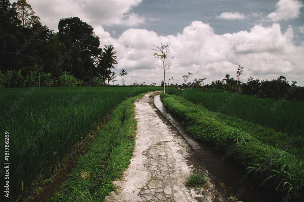 Green field rice terrace plantation. Bali, Indonesia