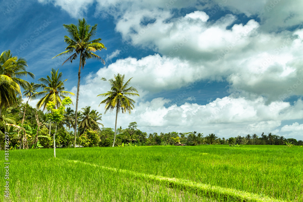 Obraz premium Green field rice terrace plantation. Bali, Indonesia