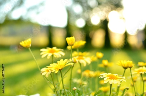 Yellow daisies in a summer garden in the sunset