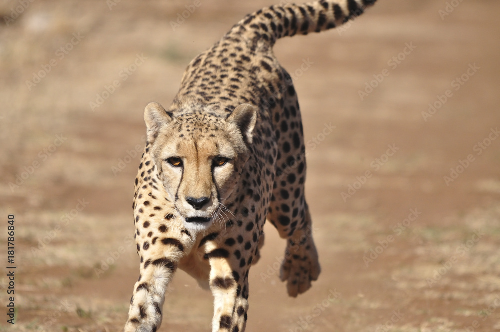 Fototapeta premium Running cheetah, exercising with a lure, close-up.