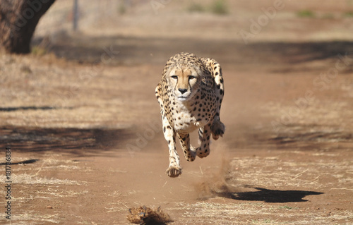 Running cheetah, exercising with a lure, completely airborne. photo