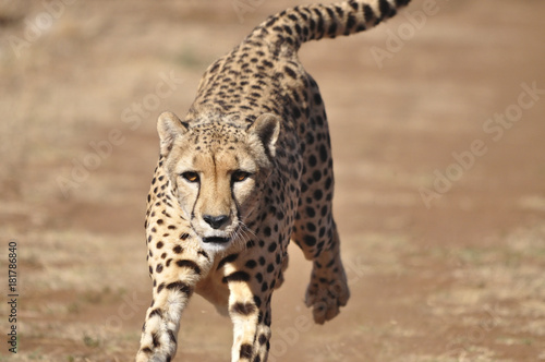 Running cheetah  exercising with a lure  close-up.