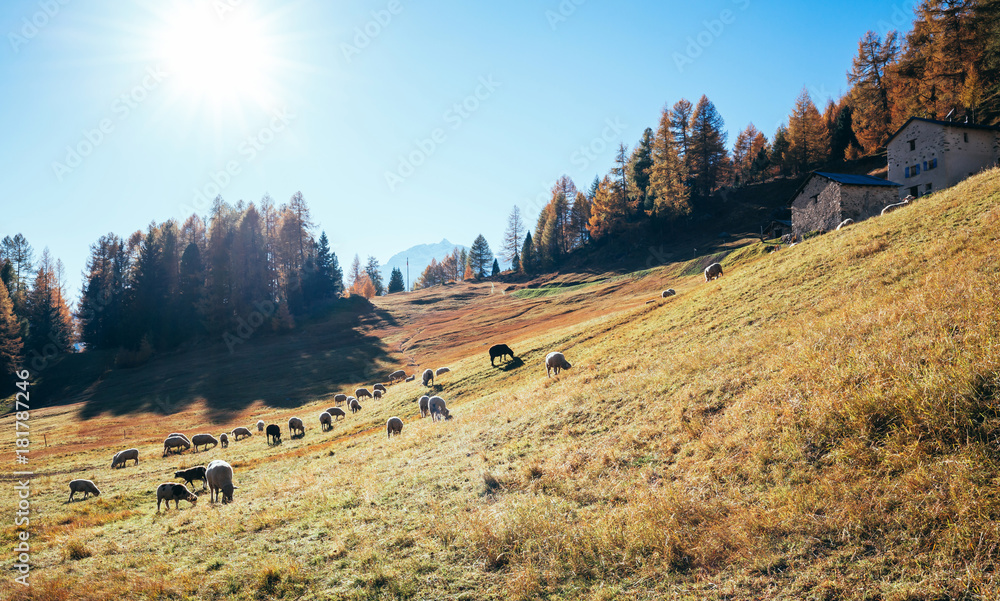 Fototapeta premium Val di Campo (CH) - Panoramica autunnale - Pecore al pascolo