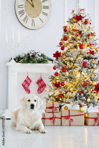 golden retriever dog lying down by the Christmas tree indoors