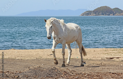 Sea and horse