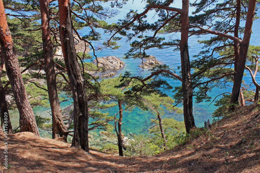 Sea, rocks, pines