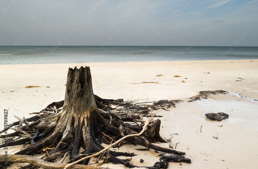 Empty beach before storm over sea. Deserted landscape and fallen tree trunks, natural state of nature, Slowinski National Park, Poland, Baltic Sea