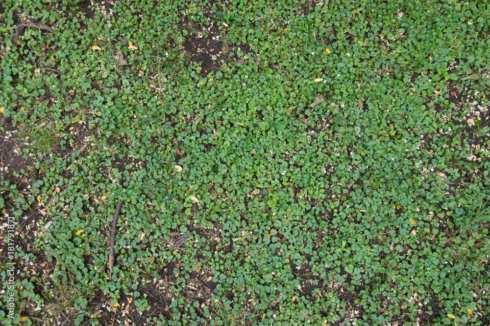 Ground covered with Glechoma hederacea leaves from above Ground covered with Glechoma hederacea leaves from above