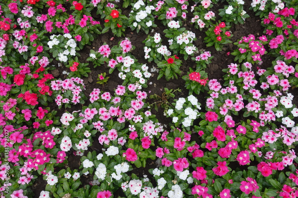 Colorful flowers of Catharanthus roseus in summer