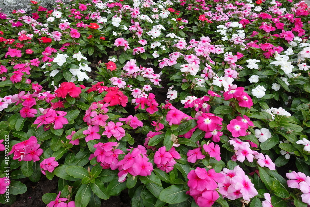 Lots of colorful flowers of Madagascar periwinkle