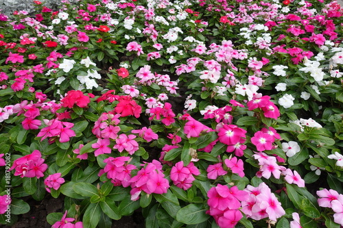 Wallpaper Mural Lots of colorful flowers of Madagascar periwinkle Torontodigital.ca