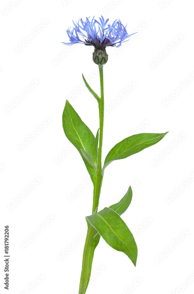 Obraz premium Cornflower
