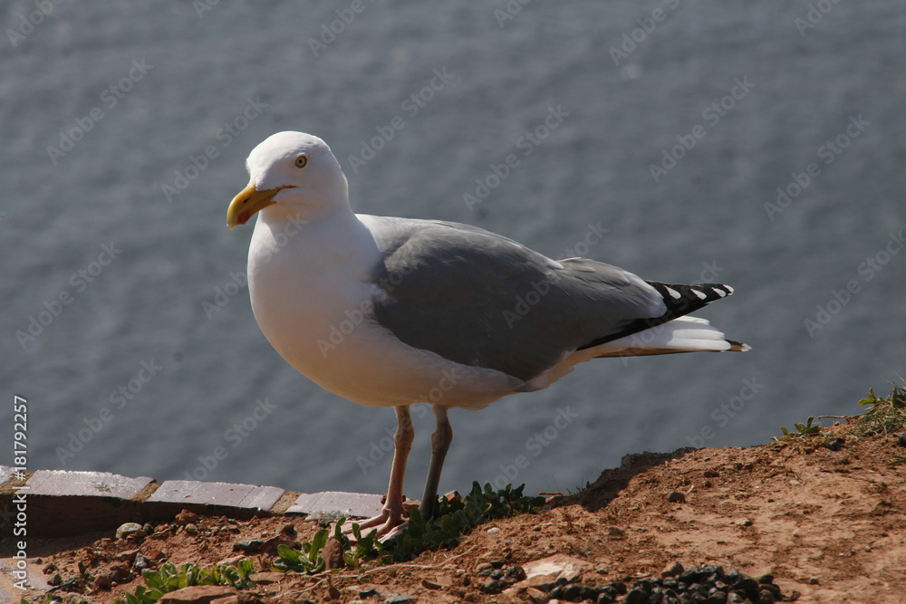 Obraz premium Heringsmöwe, Larus fuscus, Insel Helgoland, Deutschland, Europa