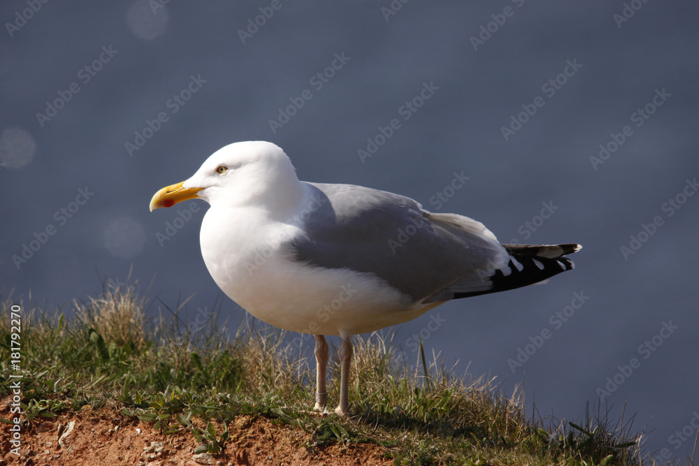 Heringsmöwe, Larus fuscus, Insel Helgoland, Deutschland, Europa Heringsmöwe, Larus fuscus, Insel Helgoland, Deutschland, Europa