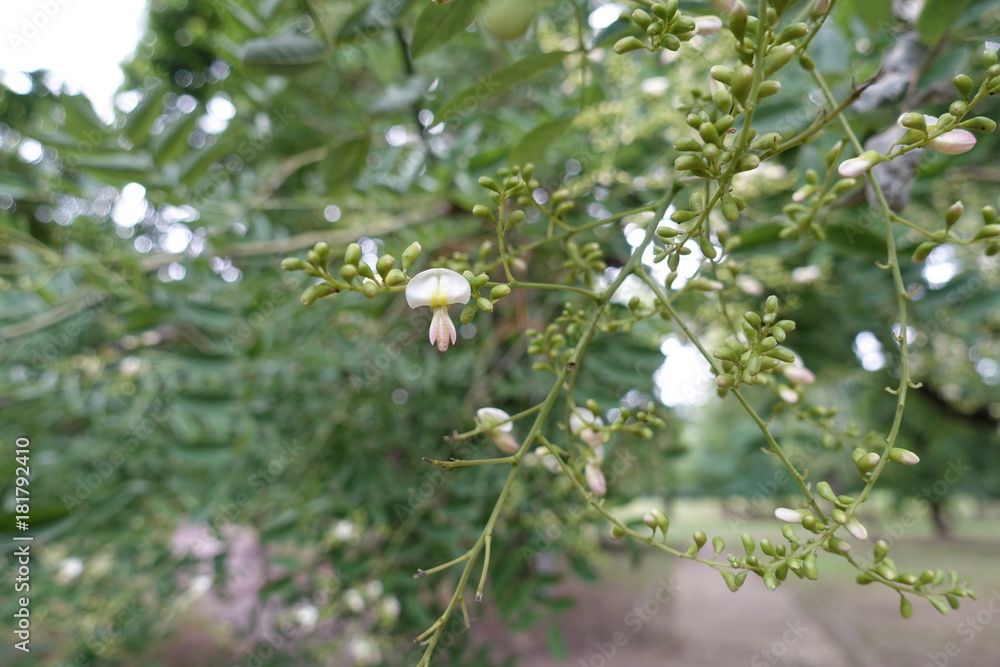 Axillary raceme of scholartree with white flower and buds Axillary raceme of scholartree with white flower and buds