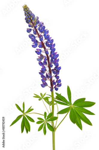 Blue lupinus flower