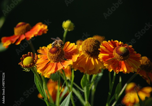 Honey bee and flowers of helenium on a brown background