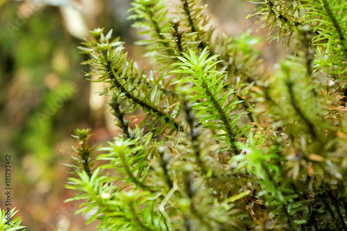 Tall green wet Dawsonia acrocarpous moss at Kinabalu national park, Malaysia, Asia photo