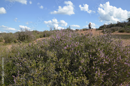 erikabl  te in der mehlinger heide