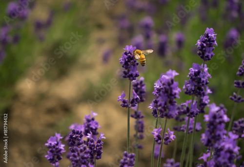 Bee buzzing on on lavender flower. Bright purple lavender emitting sweet fragrance to attract insects.    