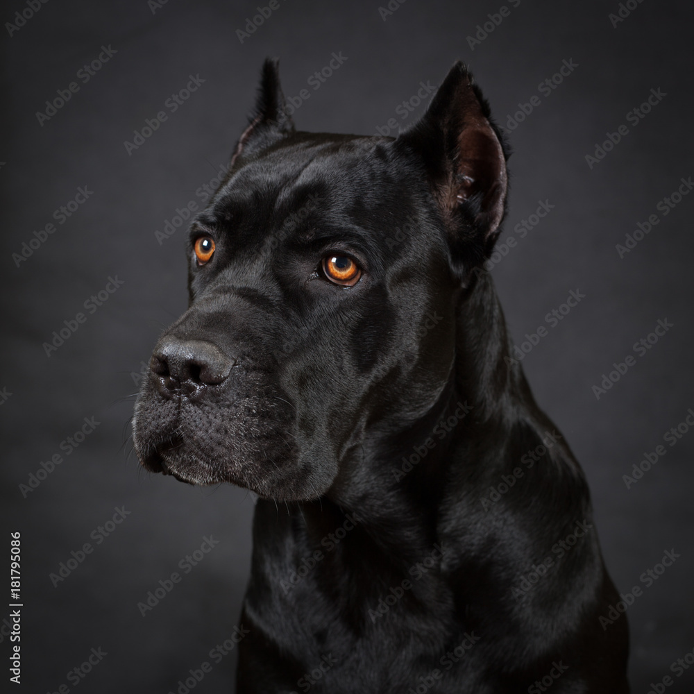 Cane corso, black dog on the black background Cane corso, black dog on the black background
