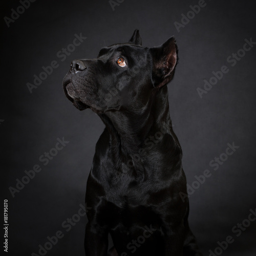 Cane corso, black dog on the black background