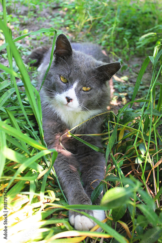Obraz premium Cat