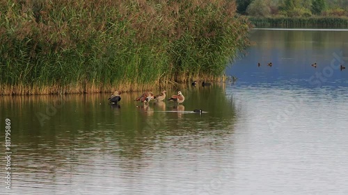 enten am See