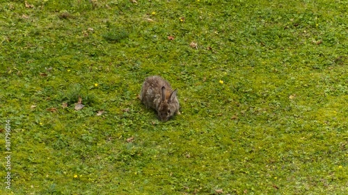 Kaninchen auf Wiese