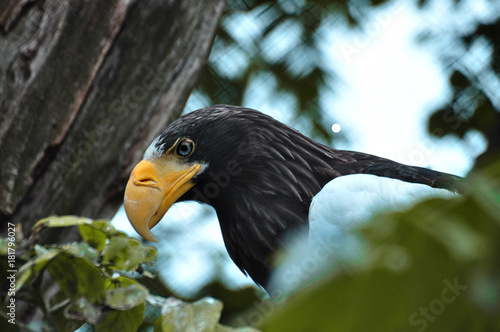 Portrait of Imperial or Golden Eagle  Sharp beak and large eyes  beautiful brown feathers  very strong and powerful bird