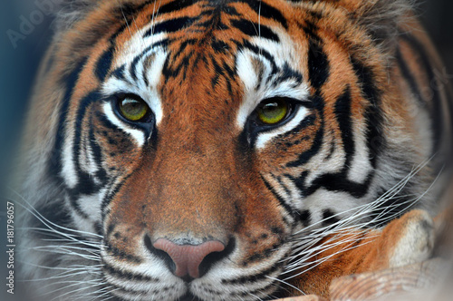 Close up of sad eyes, Bengal Tiger lying pensive in captivity cage © Olga Mai