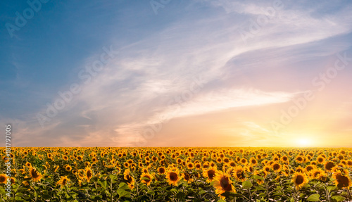 Fototapeta Naklejka Na Ścianę i Meble -  Beautiful sunflowers on the sunset with a beautiful sky.