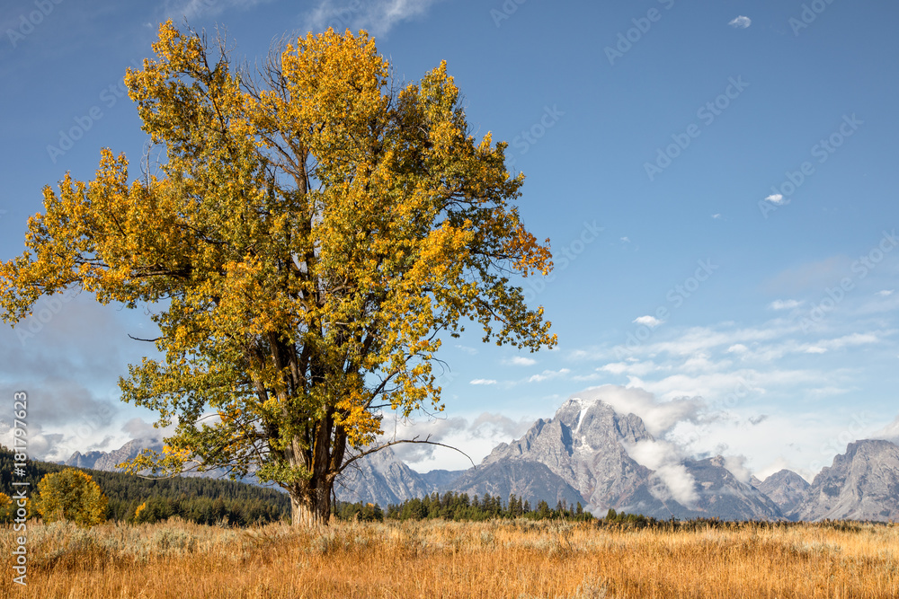 Fototapeta premium Autumn Landscape in the Tetons
