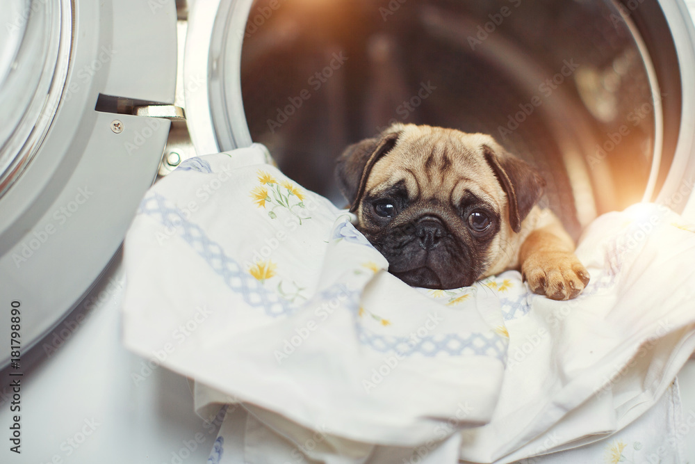 Puppy pug lies on the bed linen in the washing machine. A beautiful beige little dog is sad in the bathroom.