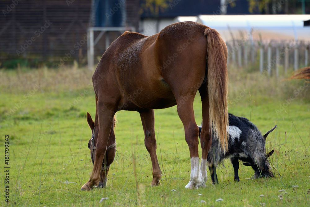 Fototapeta premium Horse and a goat graze together