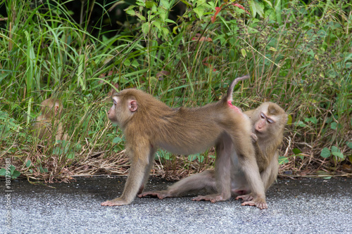 Monkeys in Forest.