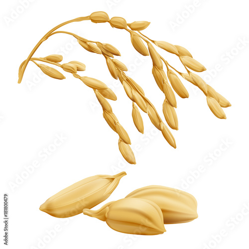 Rice - Oryza
Hand drawn vector illustration of golden yellow rice ear on transparent background in highly detailed realistic stile.