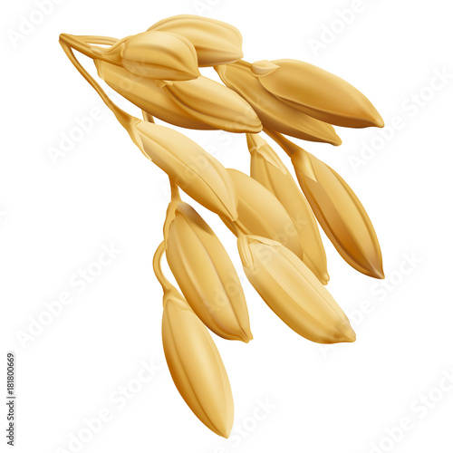 Rice - Oryza
Hand drawn vector illustration of golden yellow rice ear on transparent background in highly detailed realistic stile.