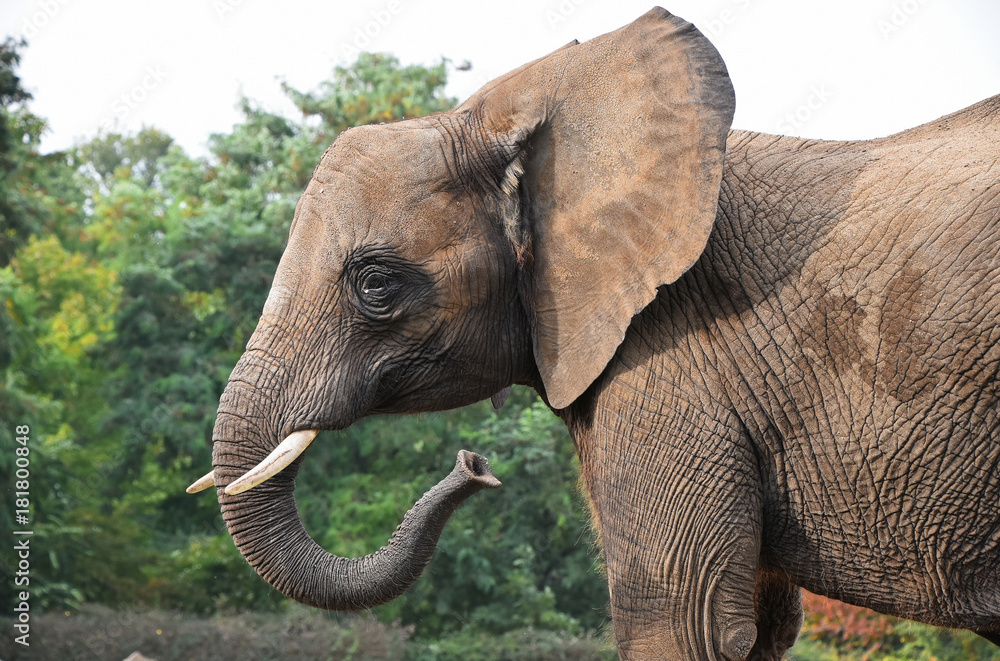 Fototapeta premium Close up side profile portrait of African elephant