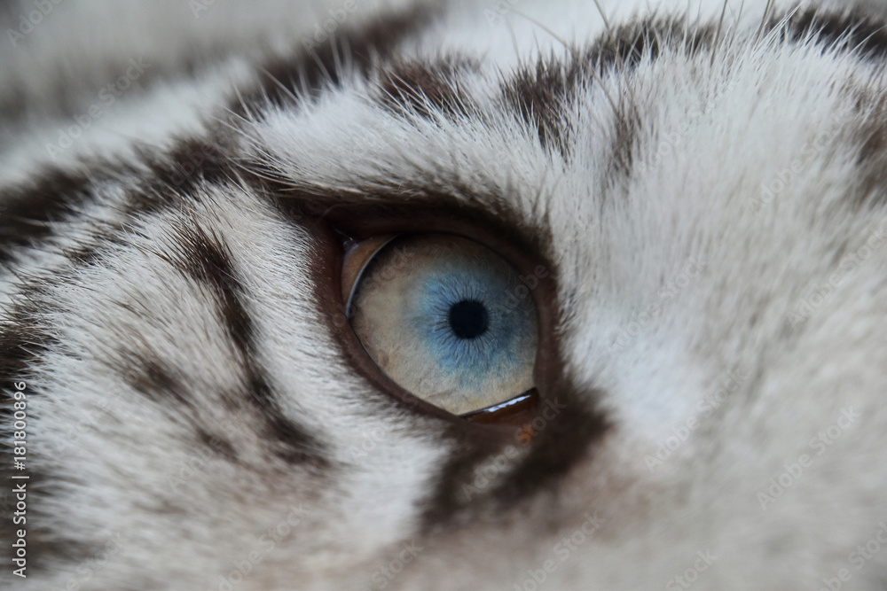Fototapeta premium Extreme close up blue eye of white tiger