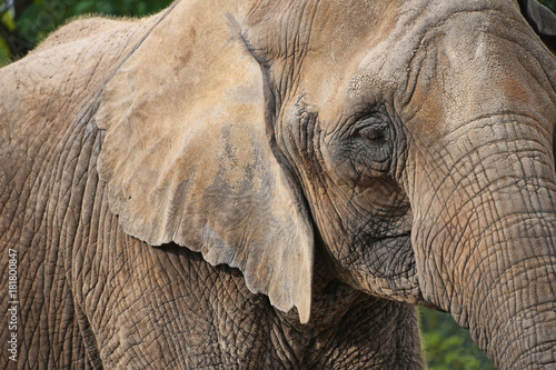 Extreme close up portrait of African elephant